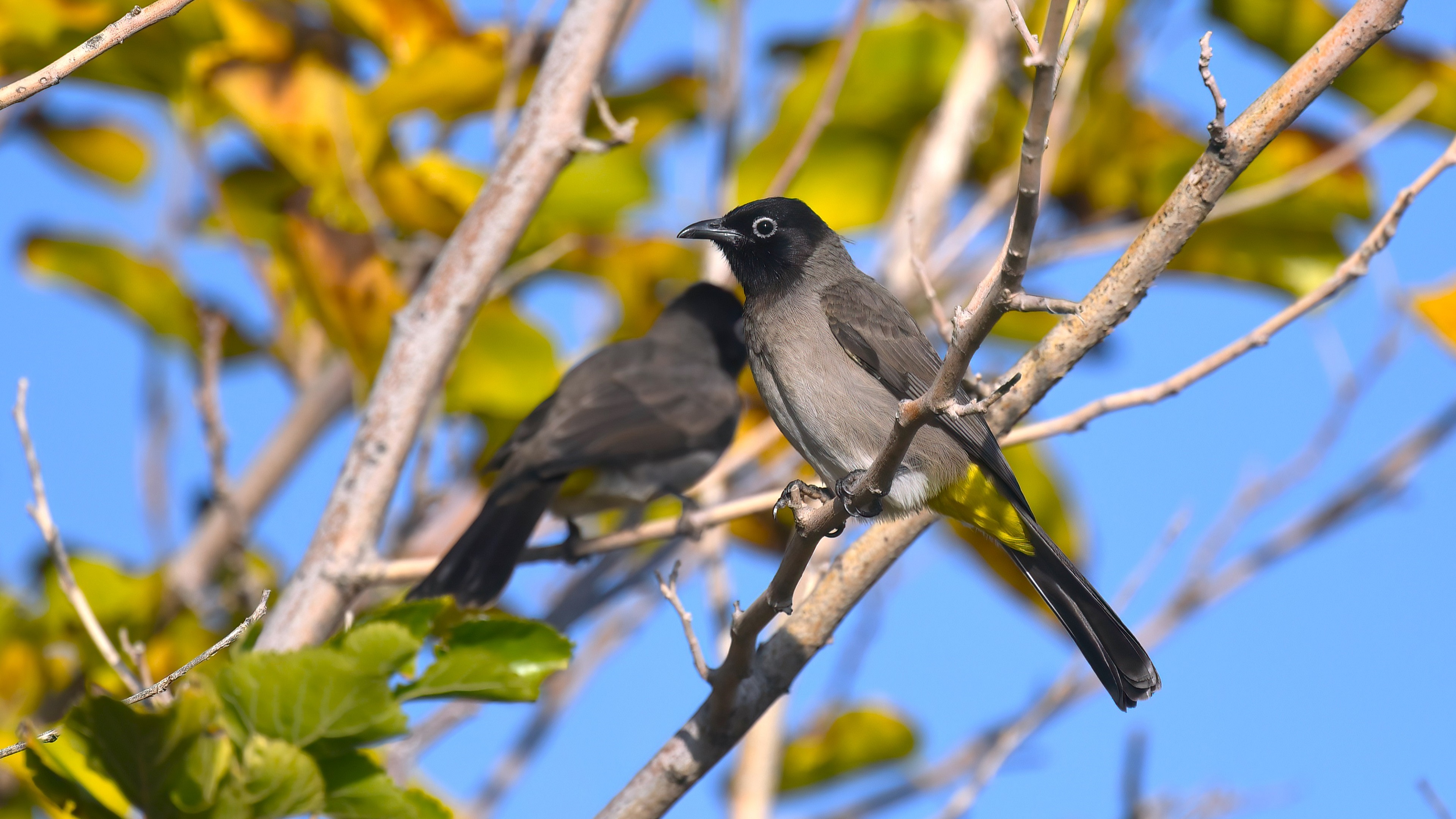 White-spectacled Bulbul